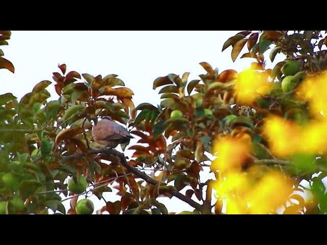 Video thumbnail for Wild forest dove on fruit here alot