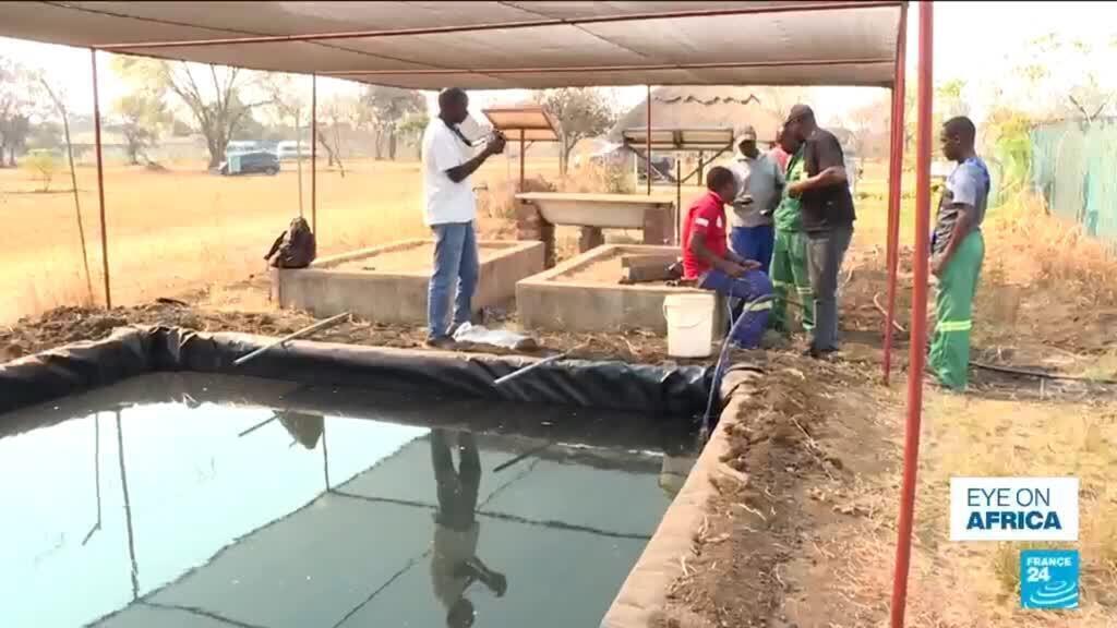 Video thumbnail for Zimbabwe farmers brace for El Niño by saving water