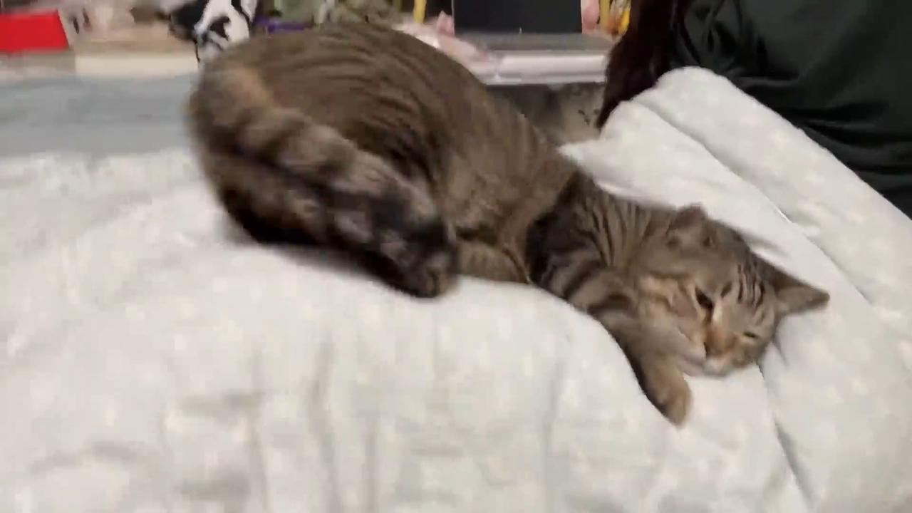 Video thumbnail for China: Cat With Bouncy Hip.
