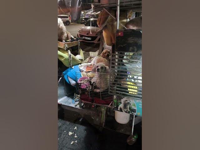 Video thumbnail for Rescue dogs in Hanoi π»π³ Consider donating if you pass by ππΌ