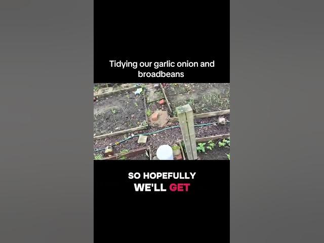 Video thumbnail for 🎥 ✅ 🌱 Tidying Up Our Garlic, Onions & Broad Beans 🧄🧅 | Winter Allotment Care