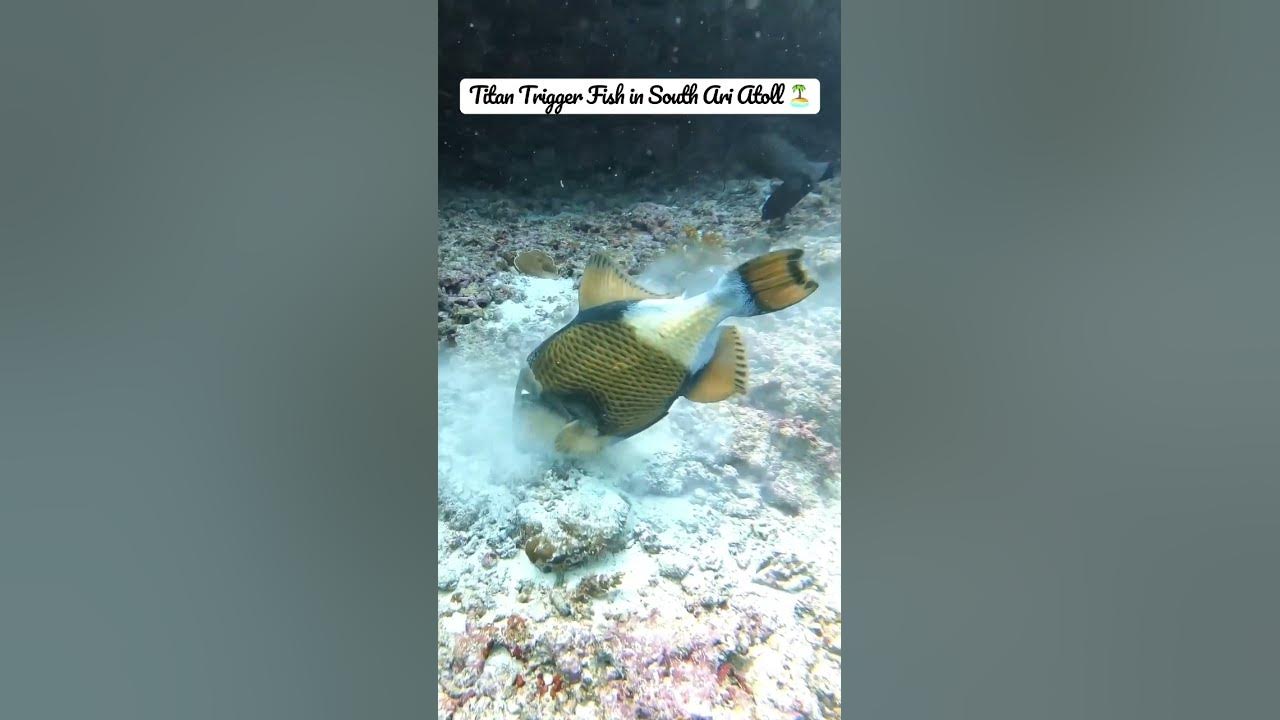 Video thumbnail for Titan Trigger Fish in South Ari Atoll 🏝️ Maldives