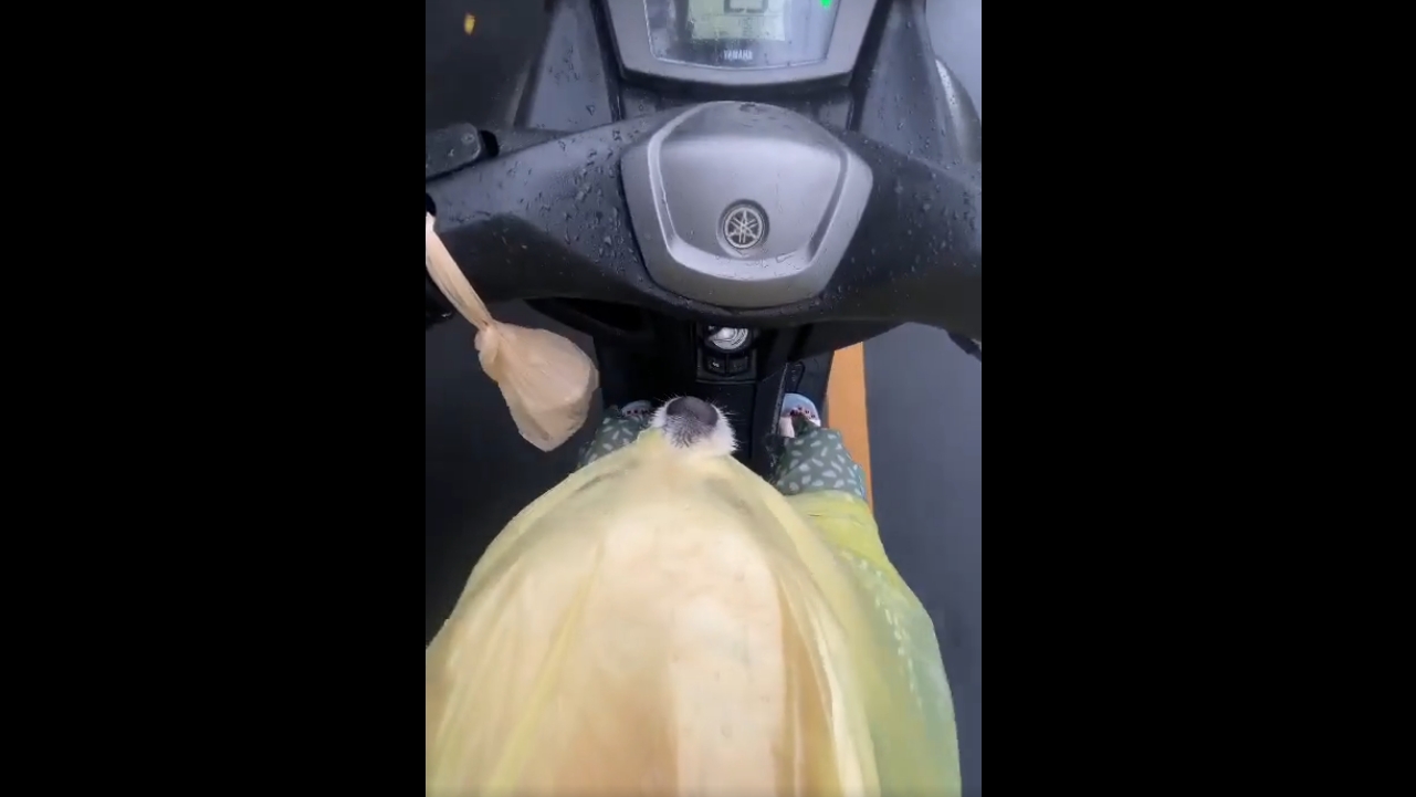 Video thumbnail for Dog Enjoys a Motorcycle Ride While Snuggled Inside a Raincoat