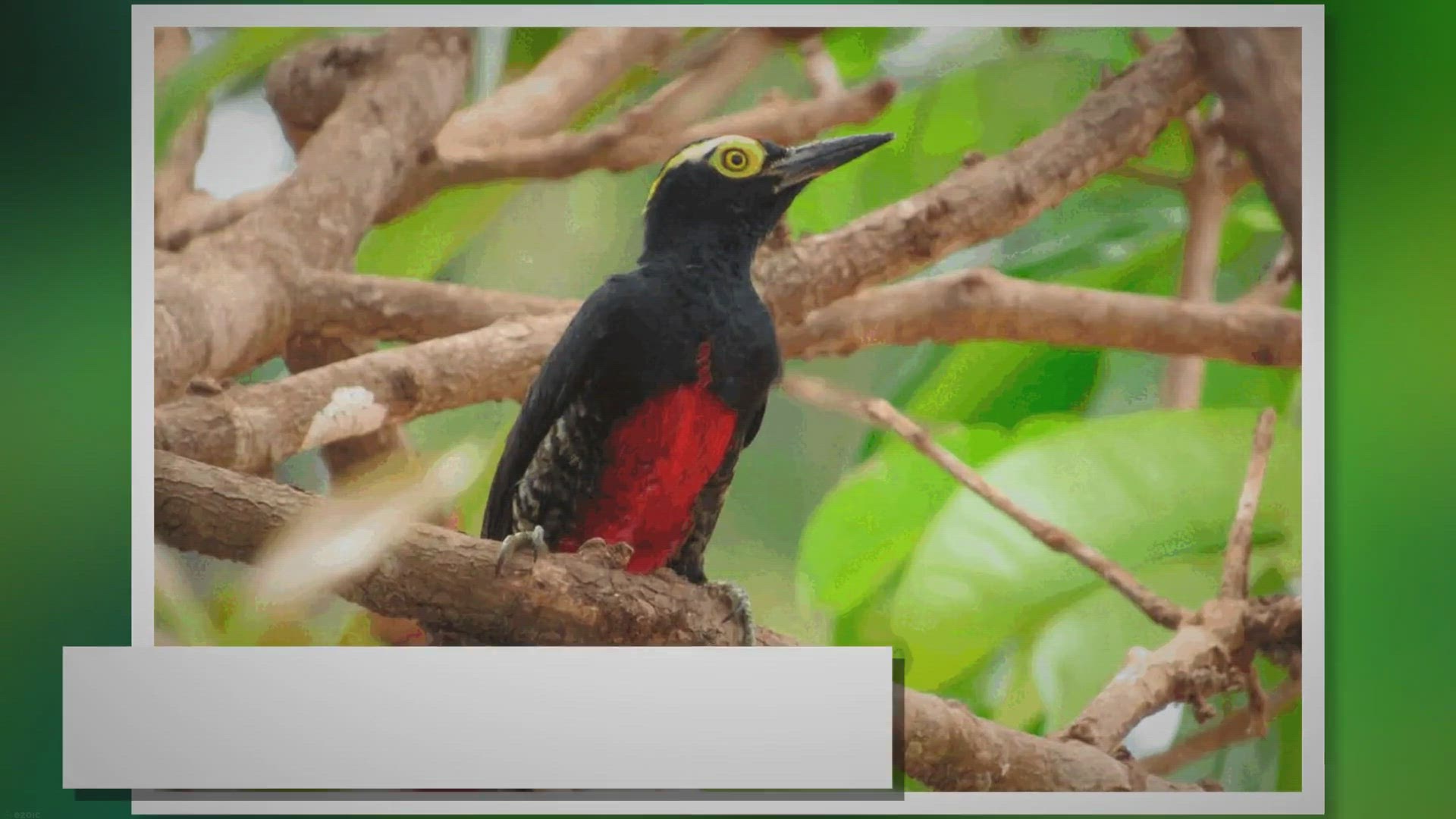 Video thumbnail for La Cumbre de Biodiversidad más grande del mundo se realizará en Colombia
