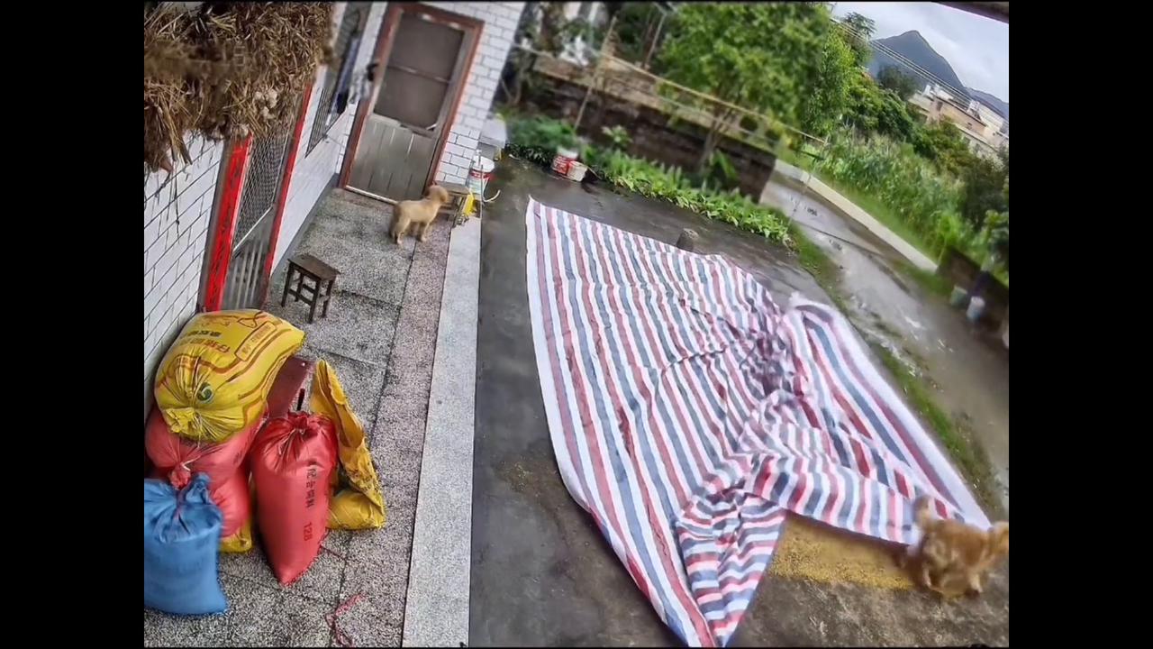 Video thumbnail for China: Chinese dog covers rice before rain arrives.