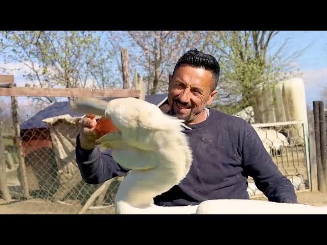 Video thumbnail for Pelikani Vjeshta ne Kopshti Zologjik "Ujku Trump" i cili është shumë i shoqërushëm...