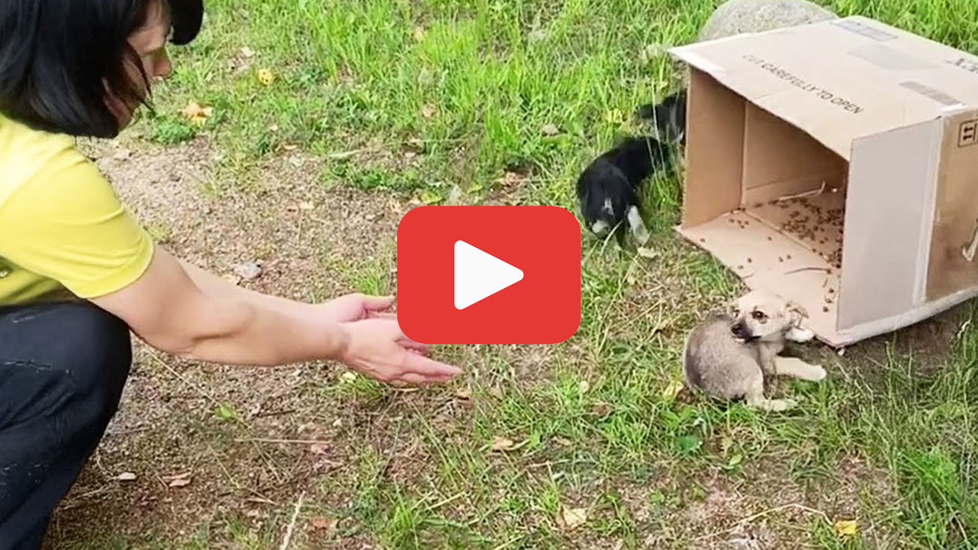 Video thumbnail for Three Abandoned Puppies Clung to Me, Hoping for a Family