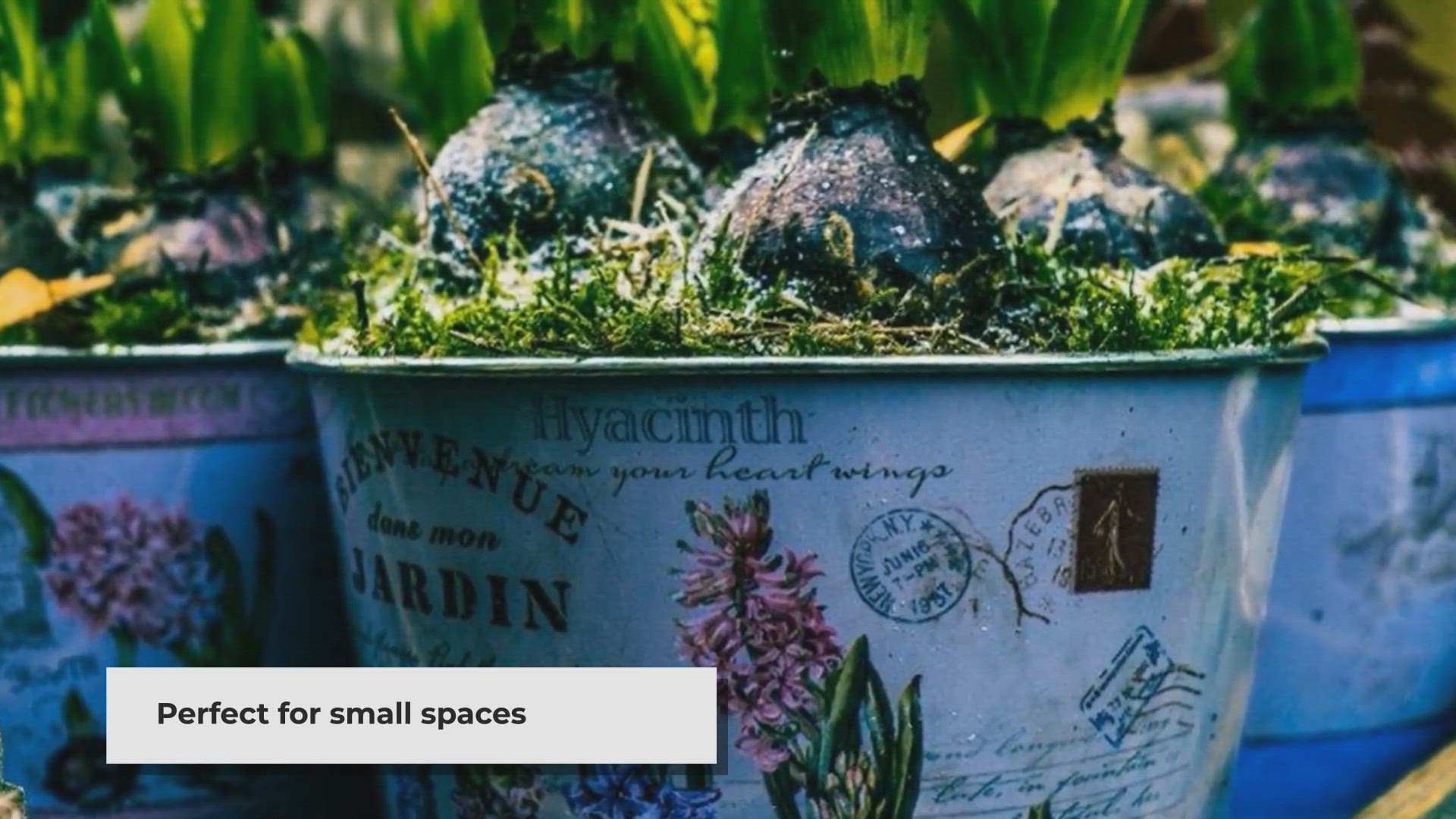 Video thumbnail for Container Gardening: Create a Thriving Garden in Small Spaces