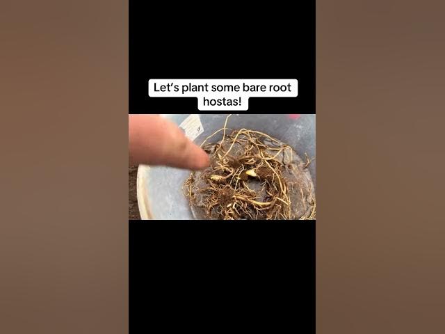 Video thumbnail for How to Plant Bare Root Hostas Get Big, Lush Plants Fast!