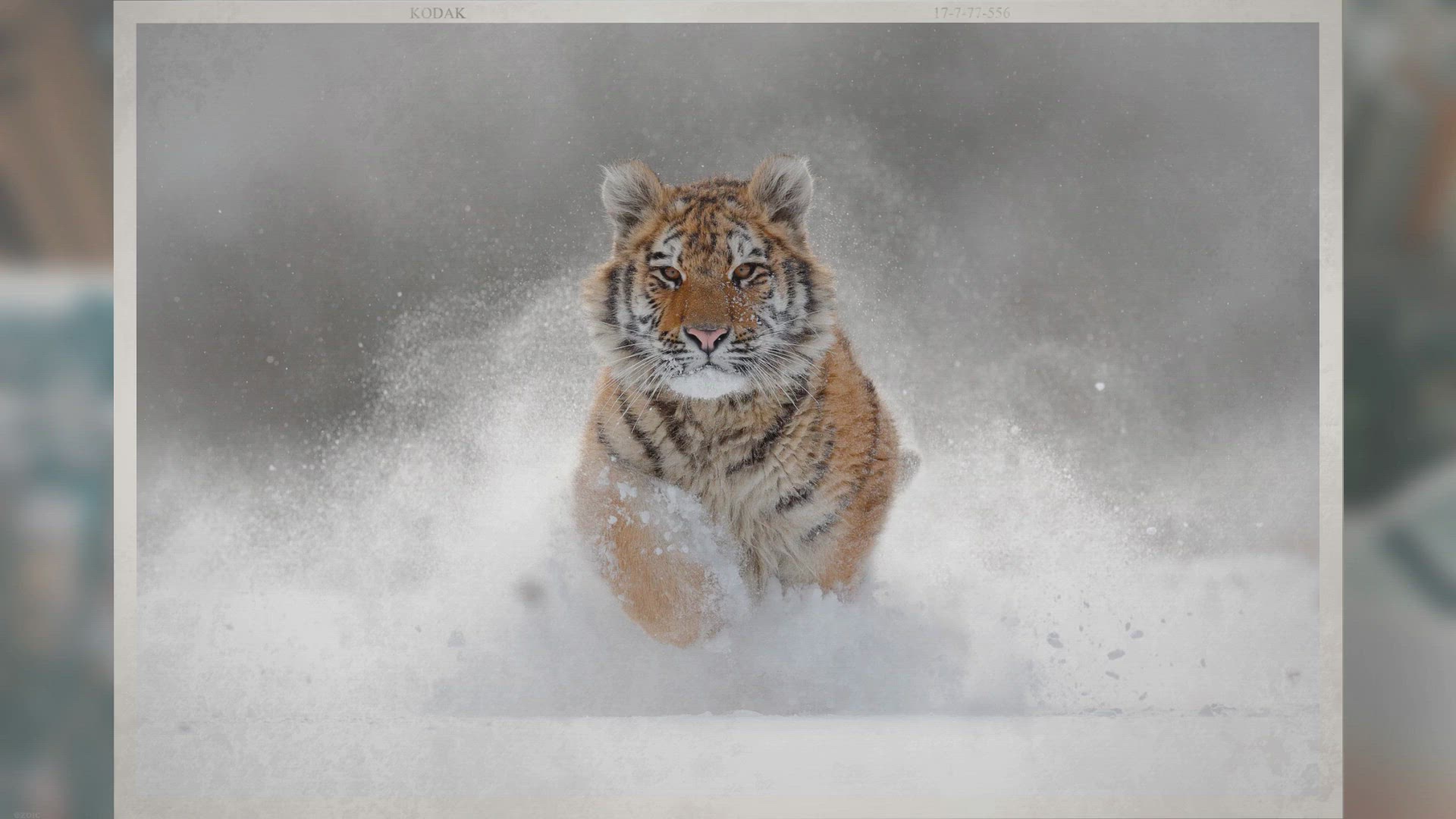 'Video thumbnail for Kodiak, Alaska: A Journey Through Untamed Beauty'
