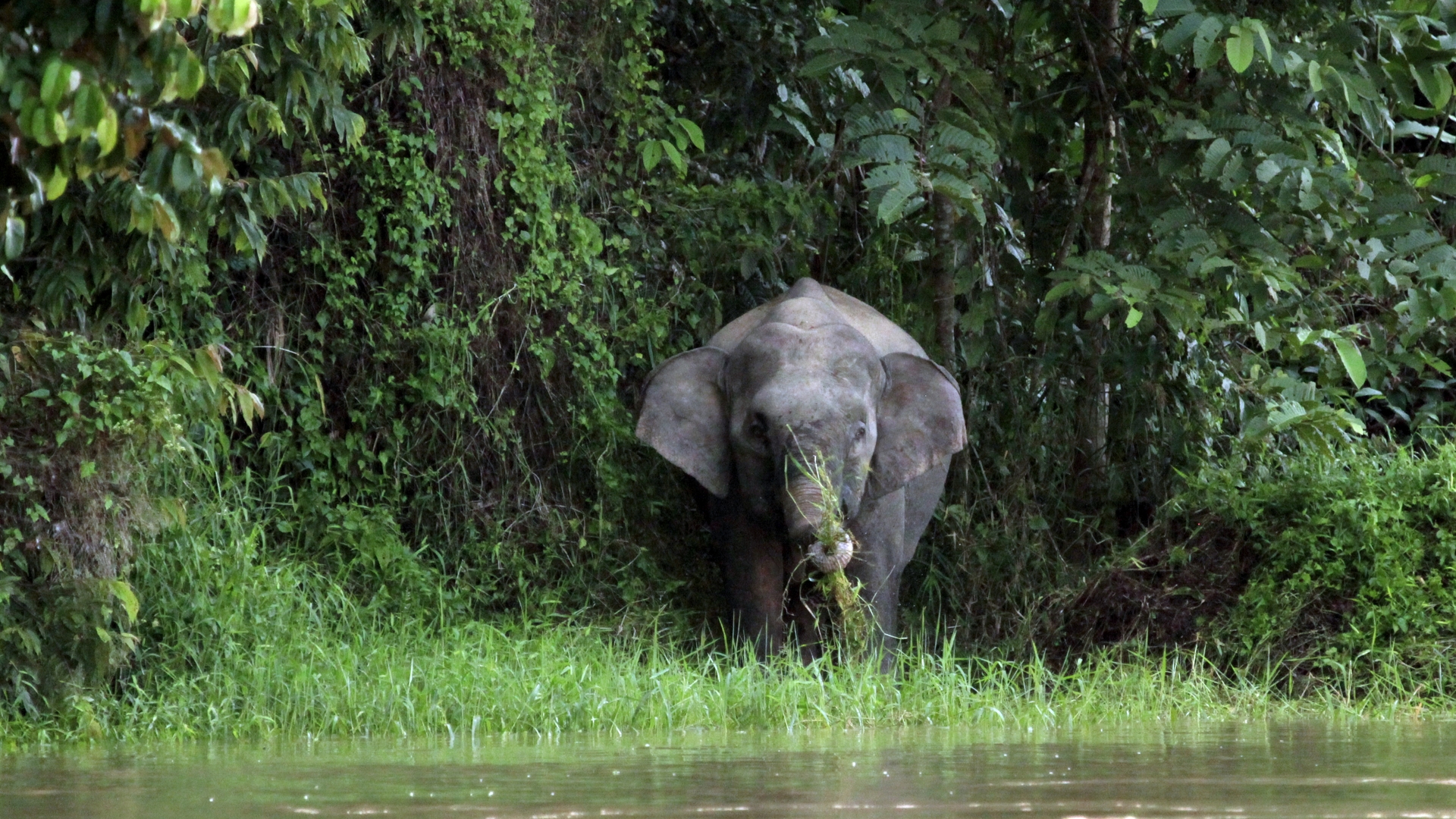 'Video thumbnail for Borneo-Zwergelefanten und Bindenwaran | Malaysia'