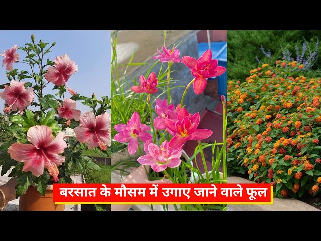 Video thumbnail for बरसात के मौसम में उगाए जाने वाले फूल | Flowers Grow In Rainy Season At Home In Hindi