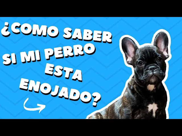 Video thumbnail for ¿Cómo saber si mi perro está enojado?