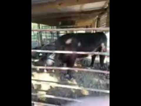 Video thumbnail for more Debbie cows