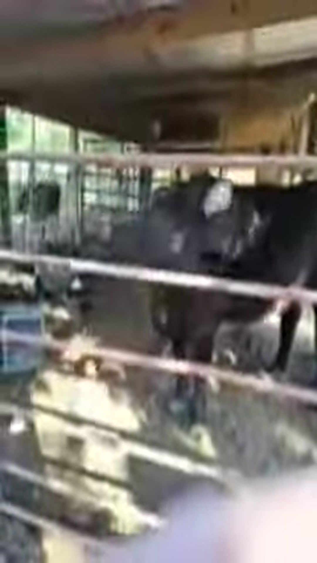 Video thumbnail for more Debbie cows