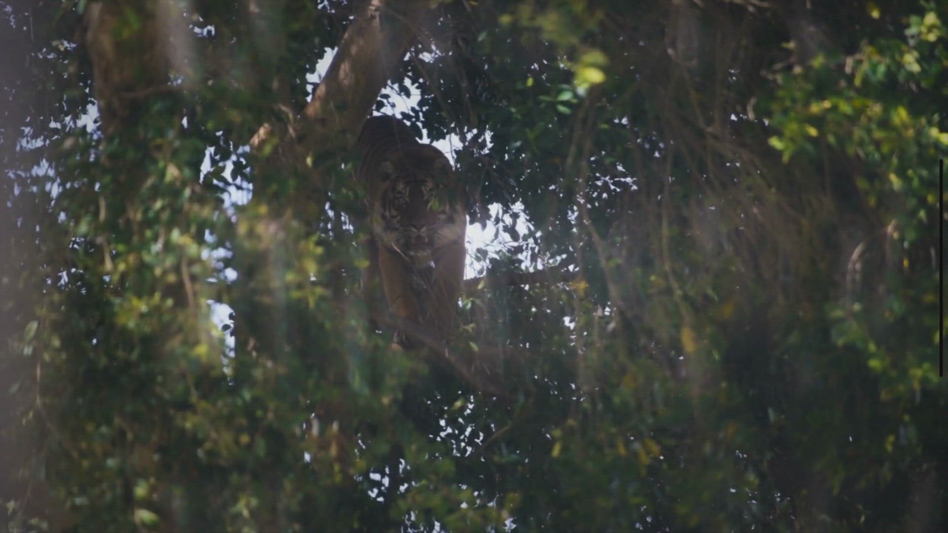 Video thumbnail for Endangered Icons: A Look at Sumatra Island's Four Rare Fauna