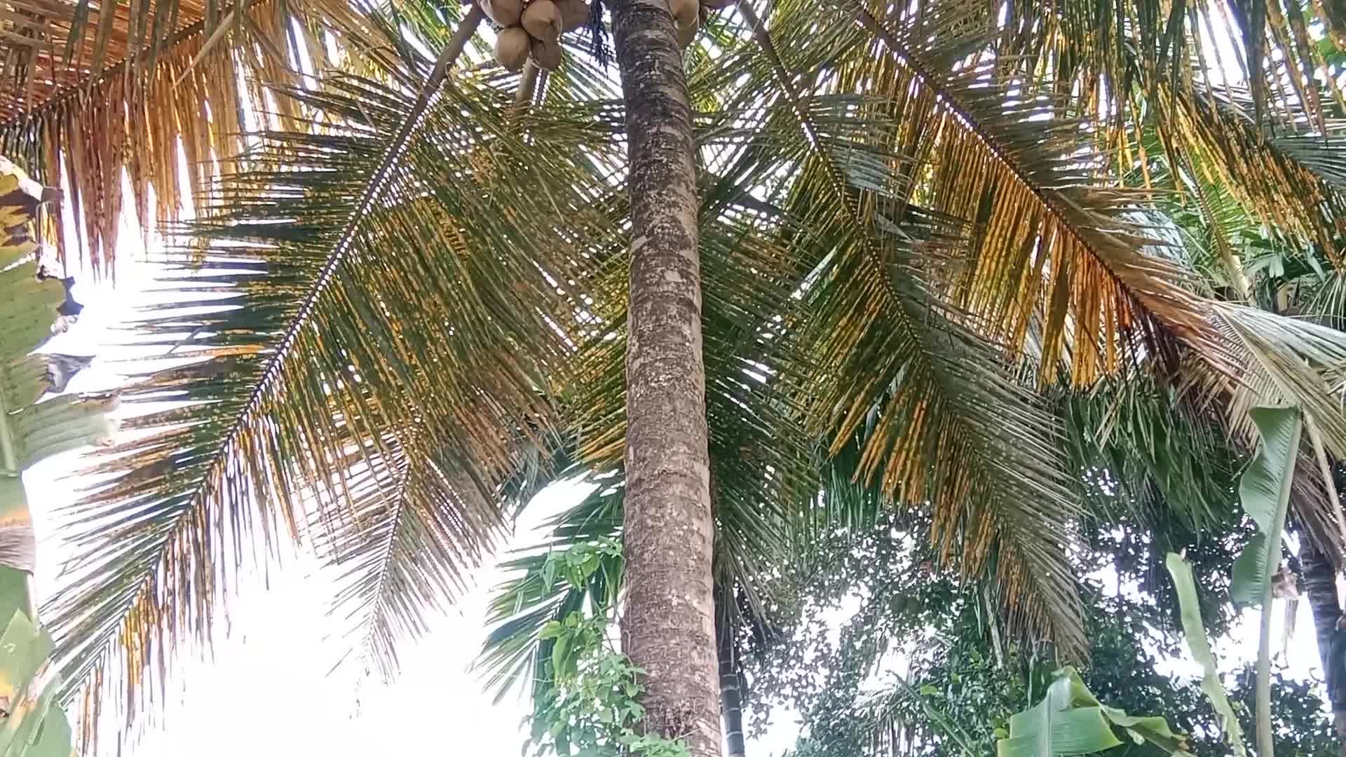 Video thumbnail for King Coconut