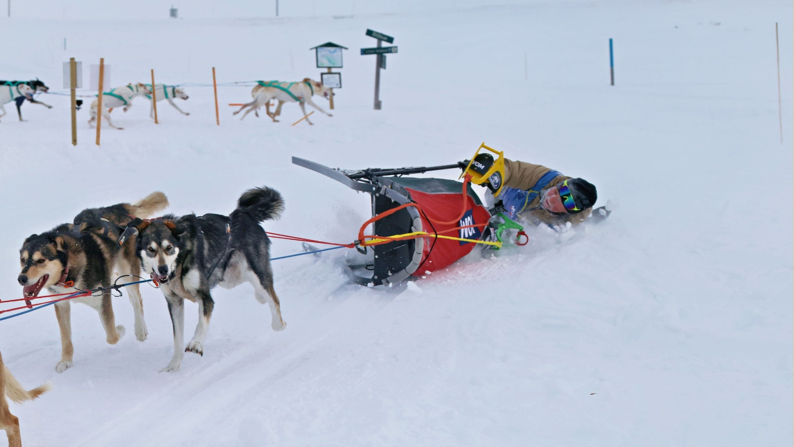 Video thumbnail for Dogsled Racer Saves Fellow Competitor Getting Dragged Along