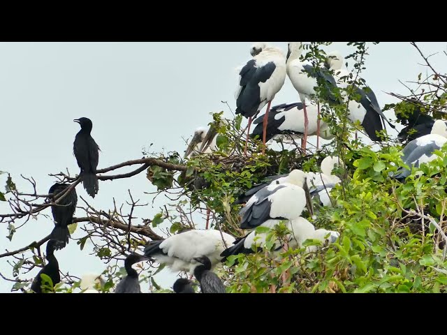 Video thumbnail for នេះជាតំបន់ការពារសត្វស្លាប ធ្វើសំបុកពងកូនច្រើនណាស់