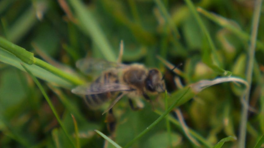 Video thumbnail for ‘No Mow May’ making a difference for pollinators across CT and the nation