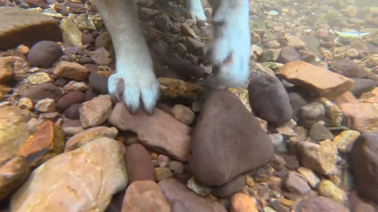 Video thumbnail for Dog Digs Underwater Rocks in Guangxi River