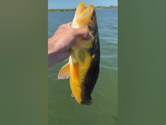 Video thumbnail for WOW 🤯 Angler Catches and Releases INCREDIBLY RARE Golden Walleye! 🚨