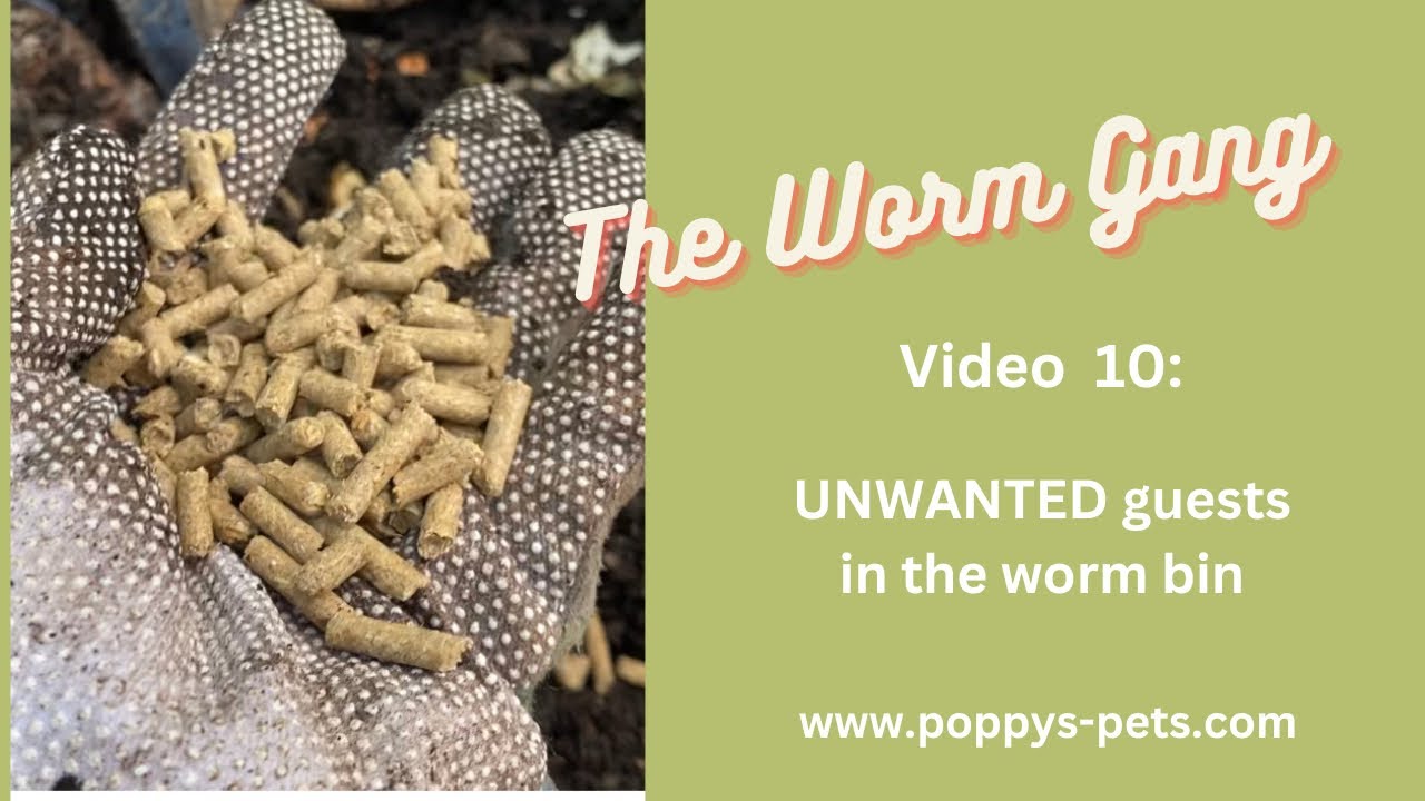 'Video thumbnail for Video 10: Getting Rid of White Pot Worms, Fruit Flies & Rancid Stench in Your Worm Farm.'