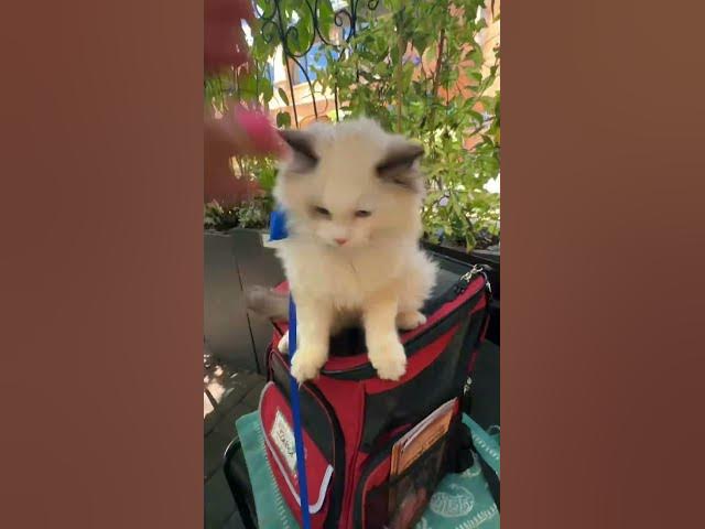 Video thumbnail for Ari and me enjoyed a beautiful stroll and lunch at Secret Garden Cafe #tinypawsbigadventures