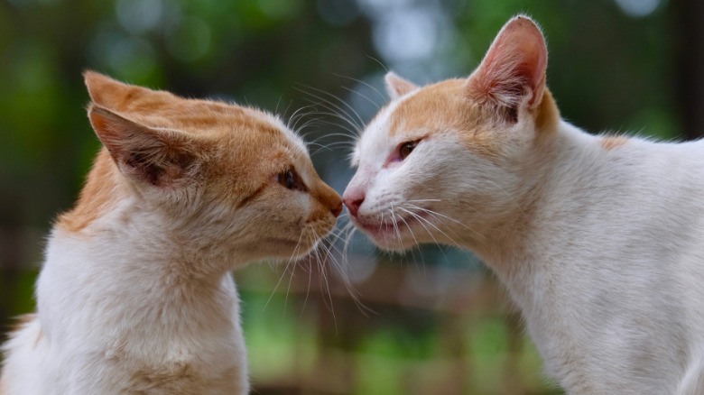 Video thumbnail for Why Cats Say Hello With A Nose Touch