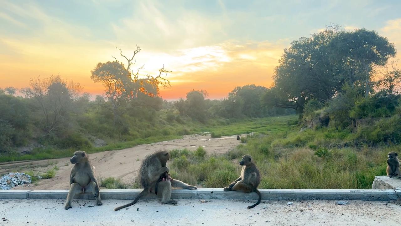 Video thumbnail for South Africa: South Africa's iconic Kruger National Park celebrates centenary.