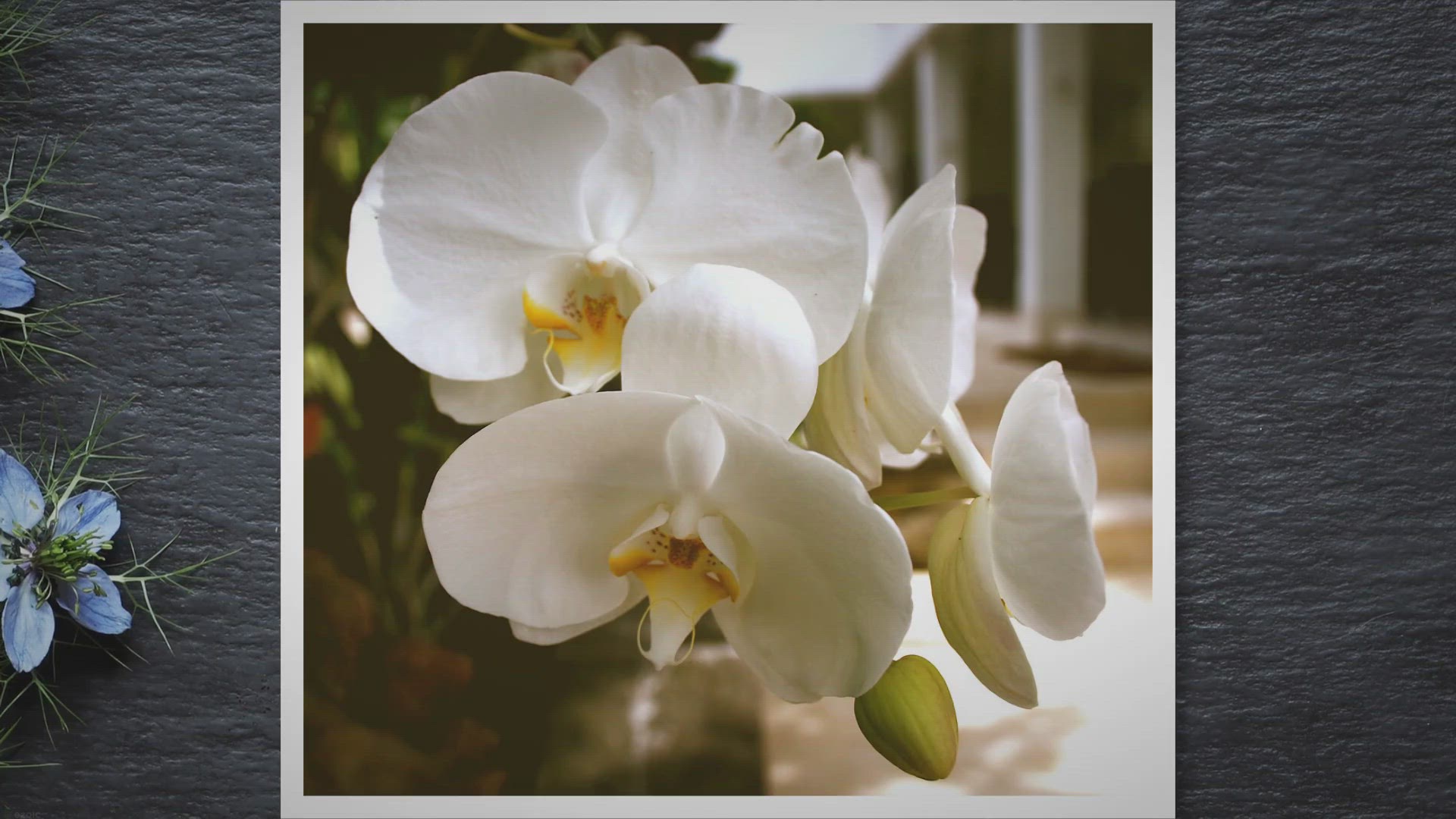 Video thumbnail for Indoor Plants With White Flowers: Enhance Your Home Space