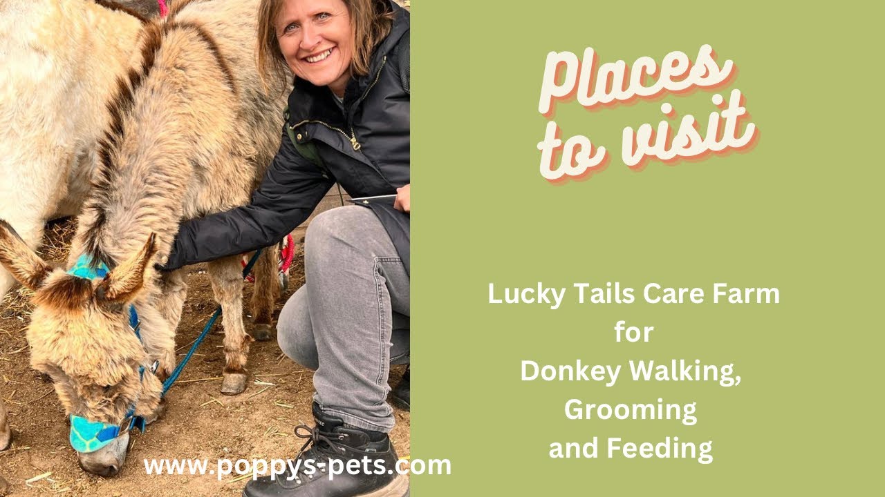 'Video thumbnail for Donkey Walking at Lucky Tails Farm, Warwickshire: A Walk to Remember'