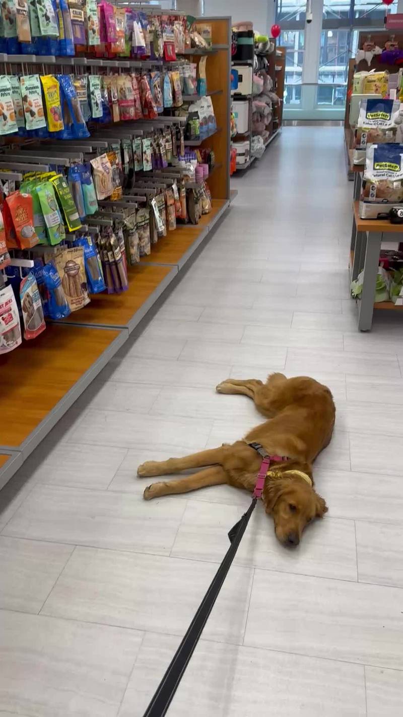 Video thumbnail for Stubborn Dog Refuses to Leave the Treat Aisle