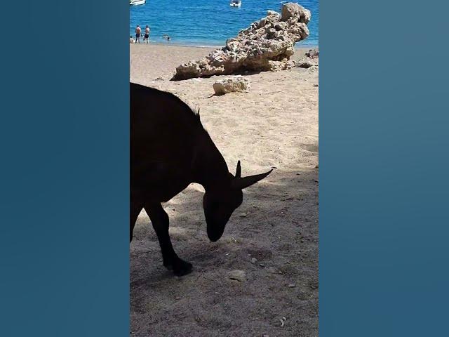 Video thumbnail for Platja des Coll Baix | Mallorca