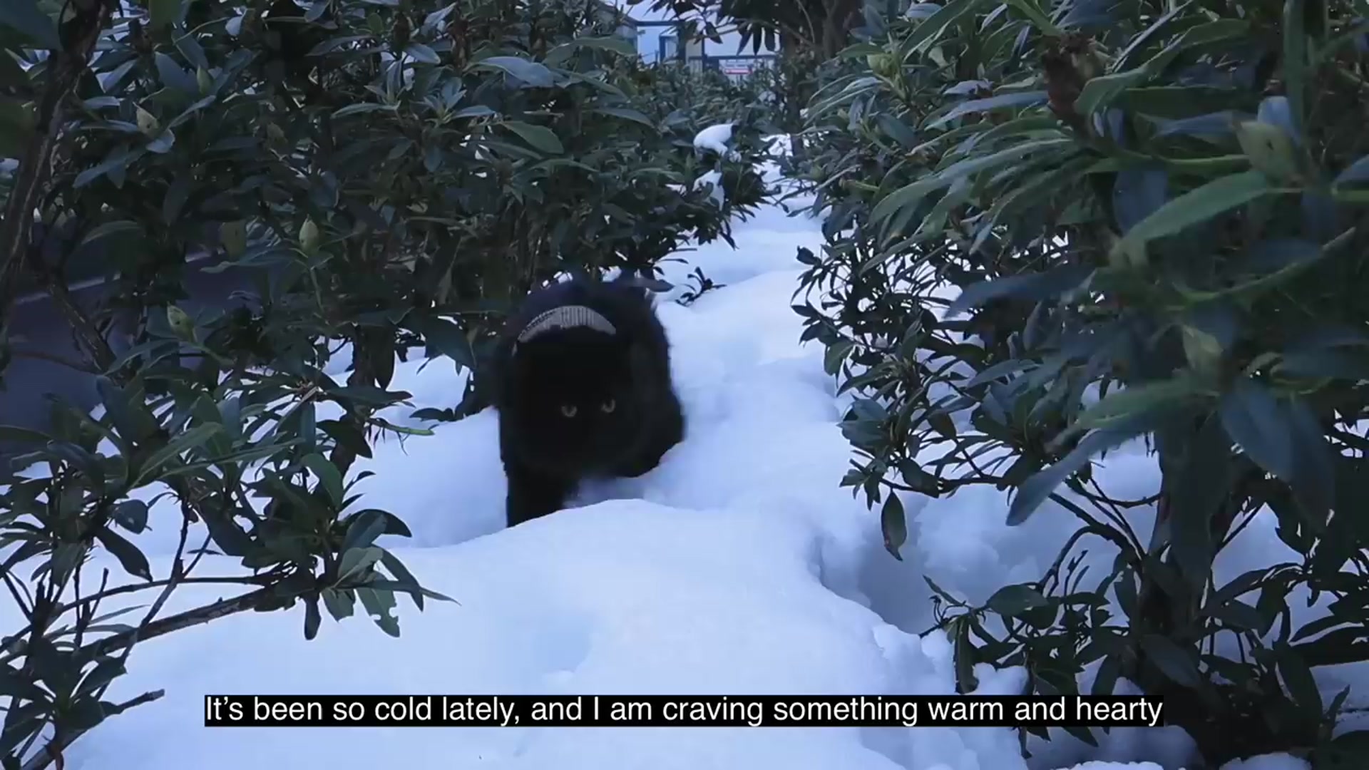 Video thumbnail for 【Cook with me】Golden Chicken Broth  2 ways to enjoy  easy Asian recipes   Tiffycooks Vlog(720P HD)