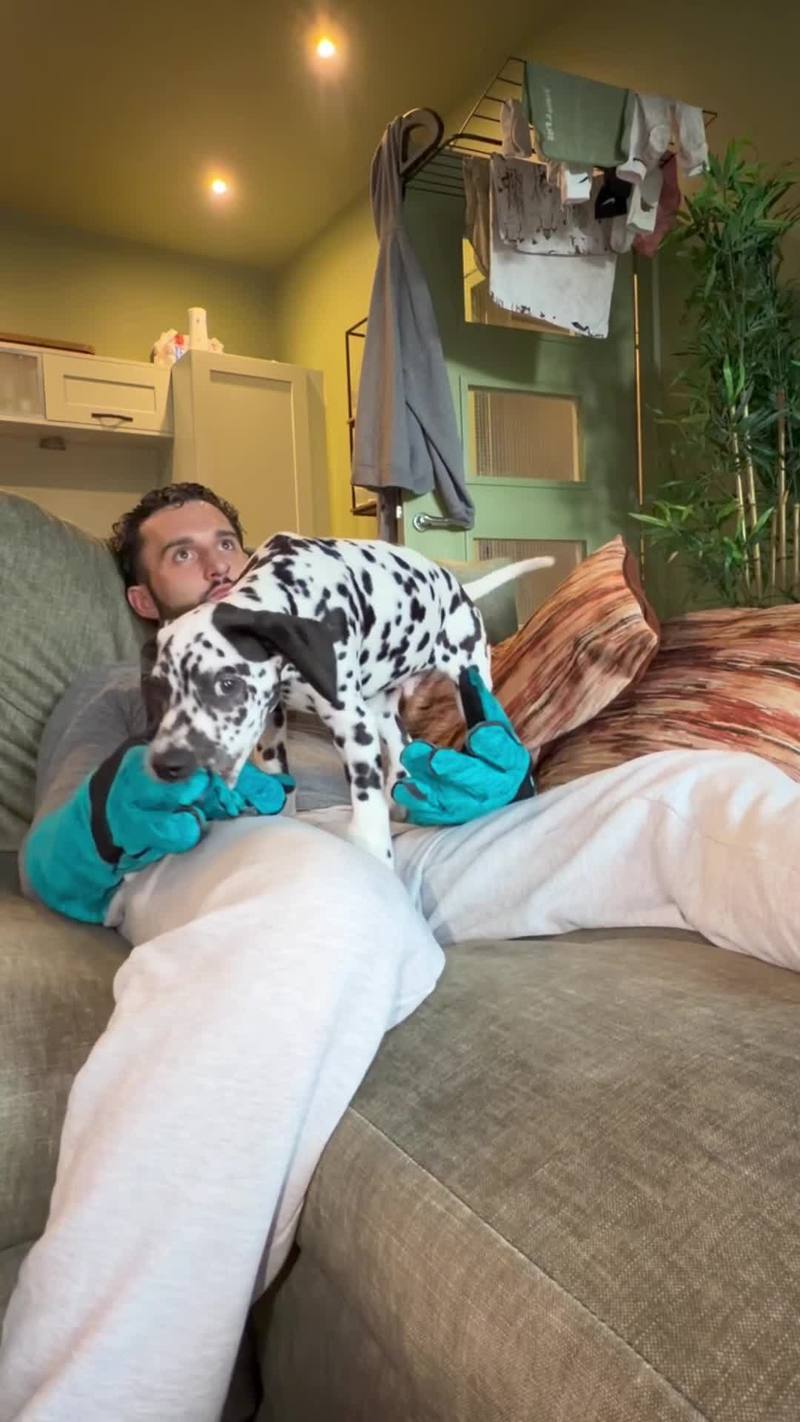 Video thumbnail for Dalmatian Puppy Playfully Bites Oversized Training Gloves