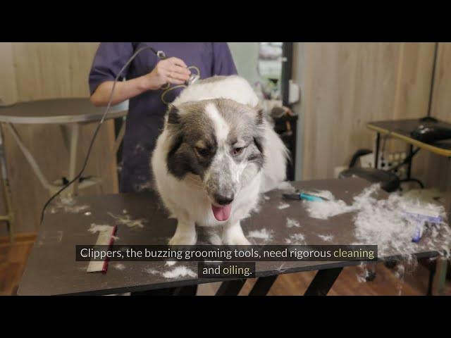 Video thumbnail for Tool TLC: The Art Of Maintaining Your Dog Grooming Equipment