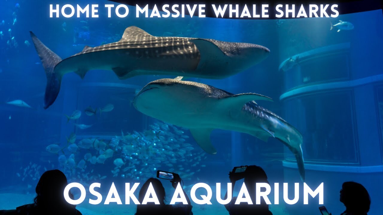 Video thumbnail for Osaka Aquarium Tour 4K
