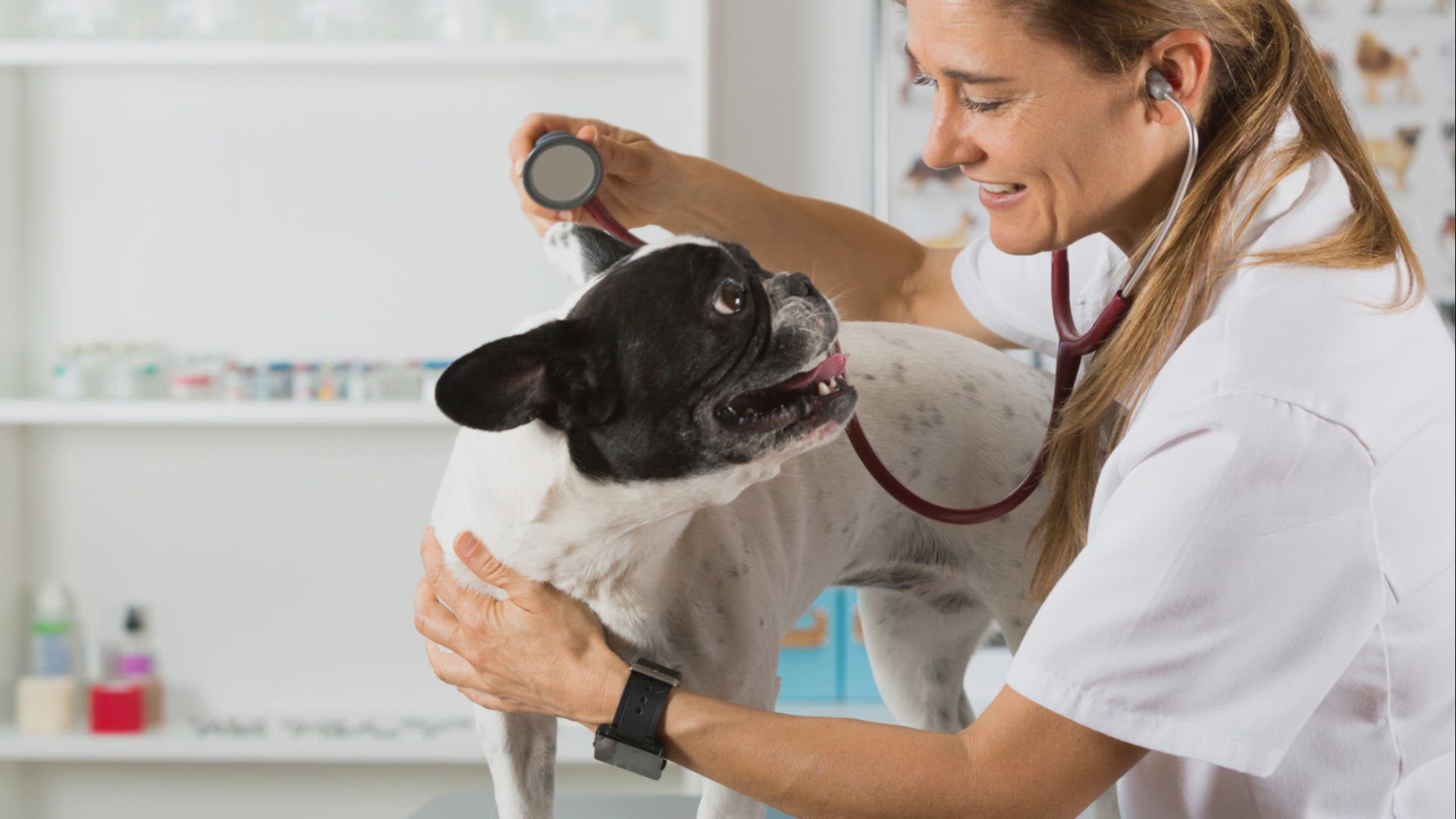Video thumbnail for How often to bathe French Bulldog with allergies