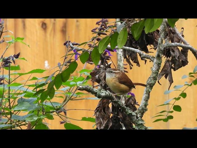 Video thumbnail for Carolina Wren In My Mind