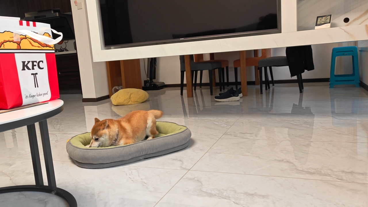 Video thumbnail for Shiba Inu Spins Around Its Bed Chasing Its Tail