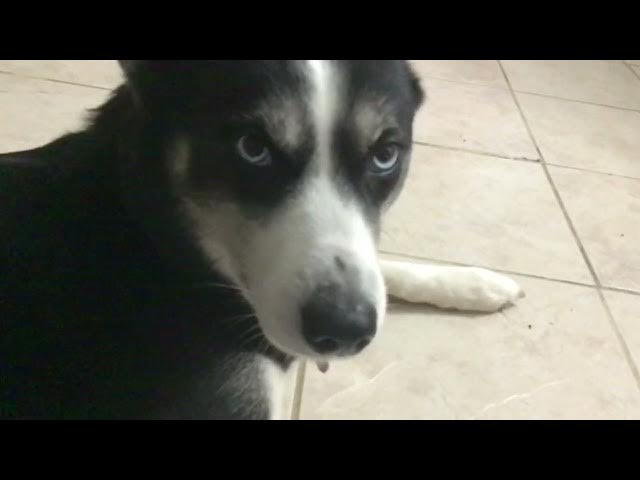 Video thumbnail for My dog