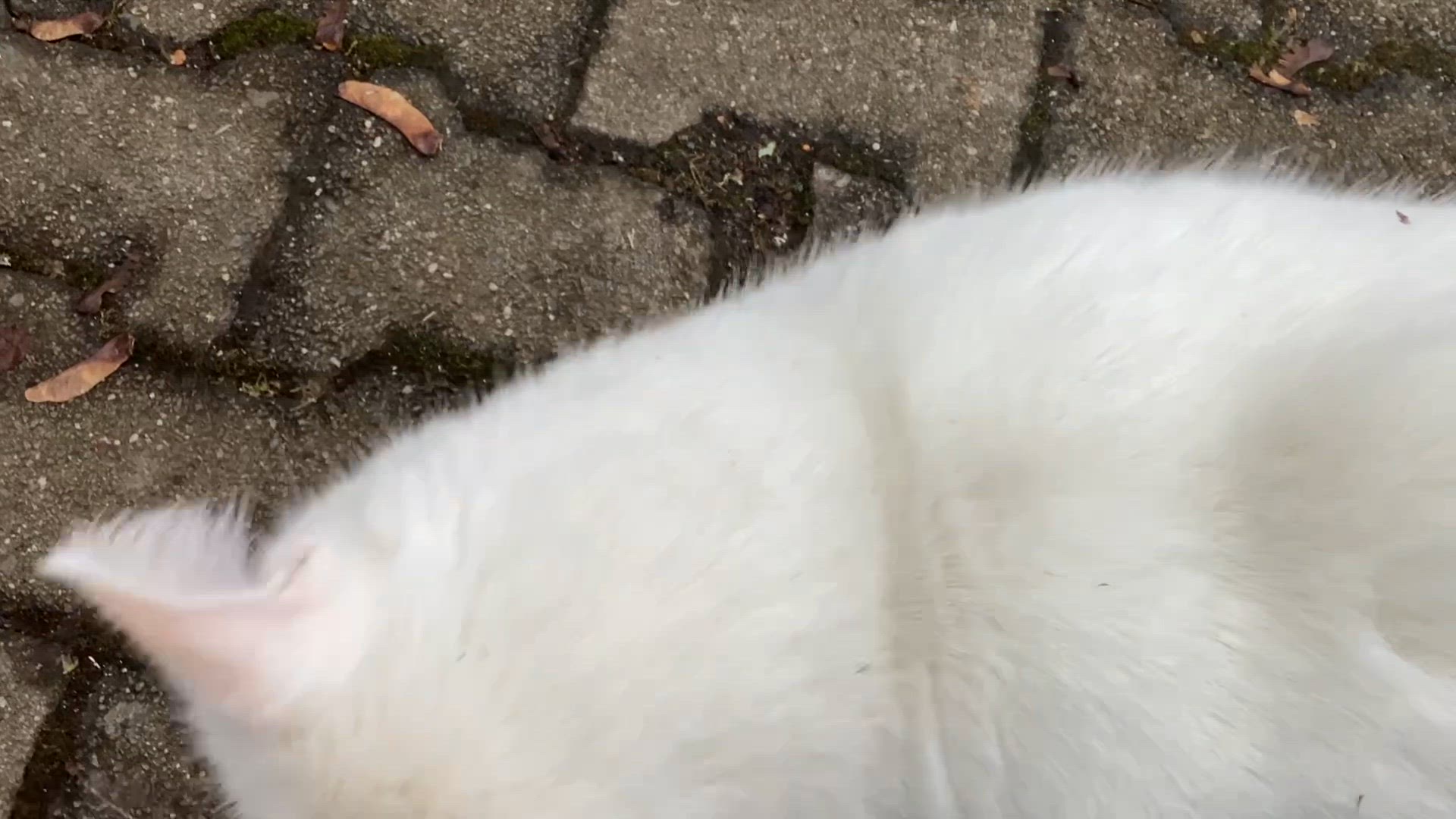 Video thumbnail for IMG_1294