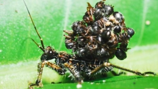 Video thumbnail for Ant-Carcass Mask: The Camouflage Trick of Acanthaspis petax