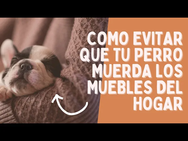 Video thumbnail for Consejos para evitar que tu perro muerda los muebles del hogar