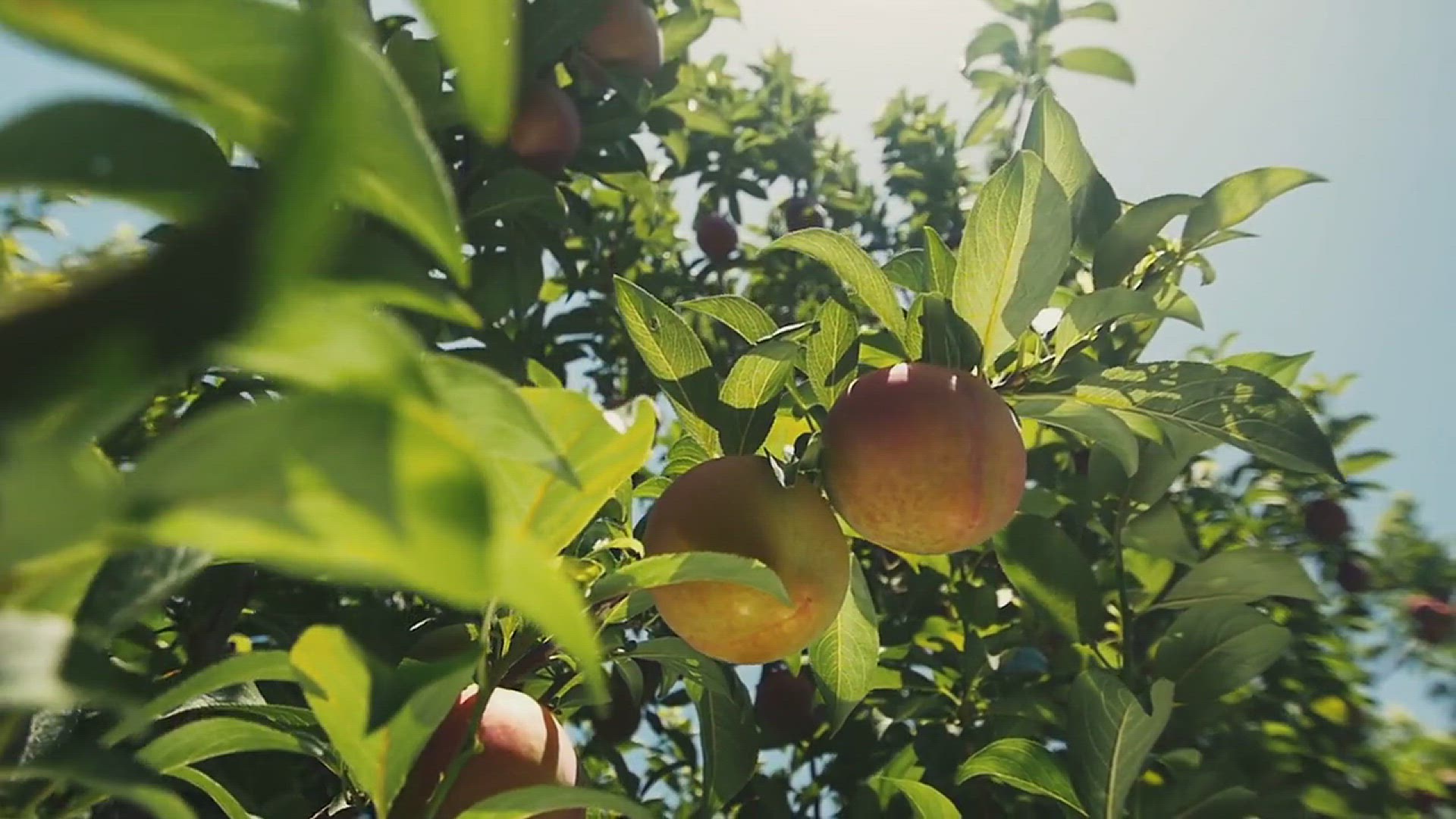'Video thumbnail for Tips for Growing Peaches in Your Backyard'
