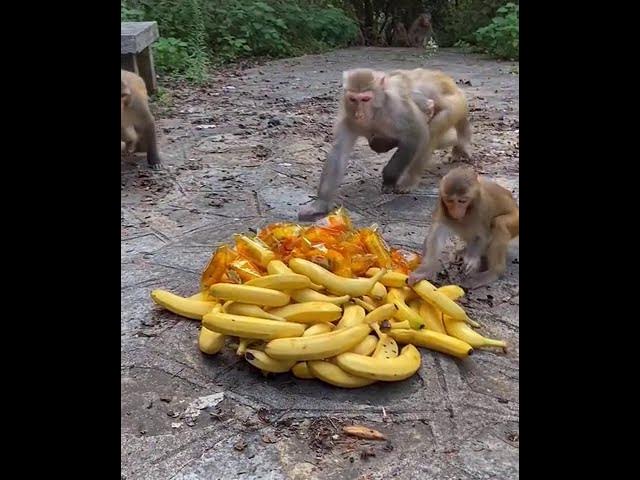 Video thumbnail for Funny Monkeys Amazing Eating