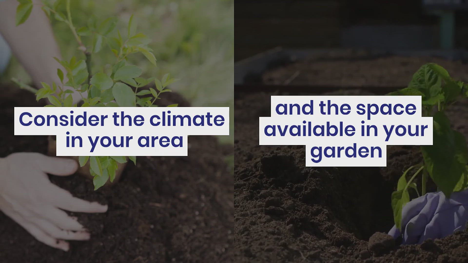 'Video thumbnail for How to Grow Lime in Your Garden'