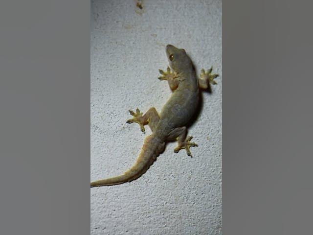 Video thumbnail for gecko lizard wait eat food 🦎#gecko #geckos #reptiles #lizard #exoticpet #Tuko #birds