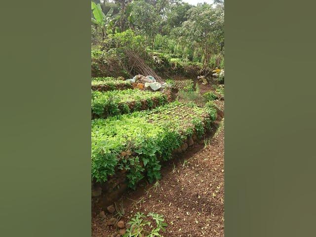 Video thumbnail for The beautiful view of Vegetable Land.